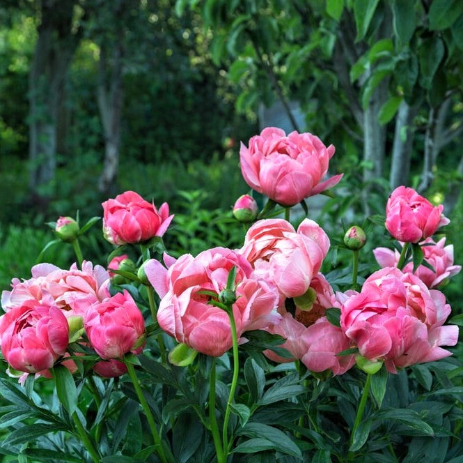 Large semi-double coral supreme bloom with a vibrant golden yellow stamen center.