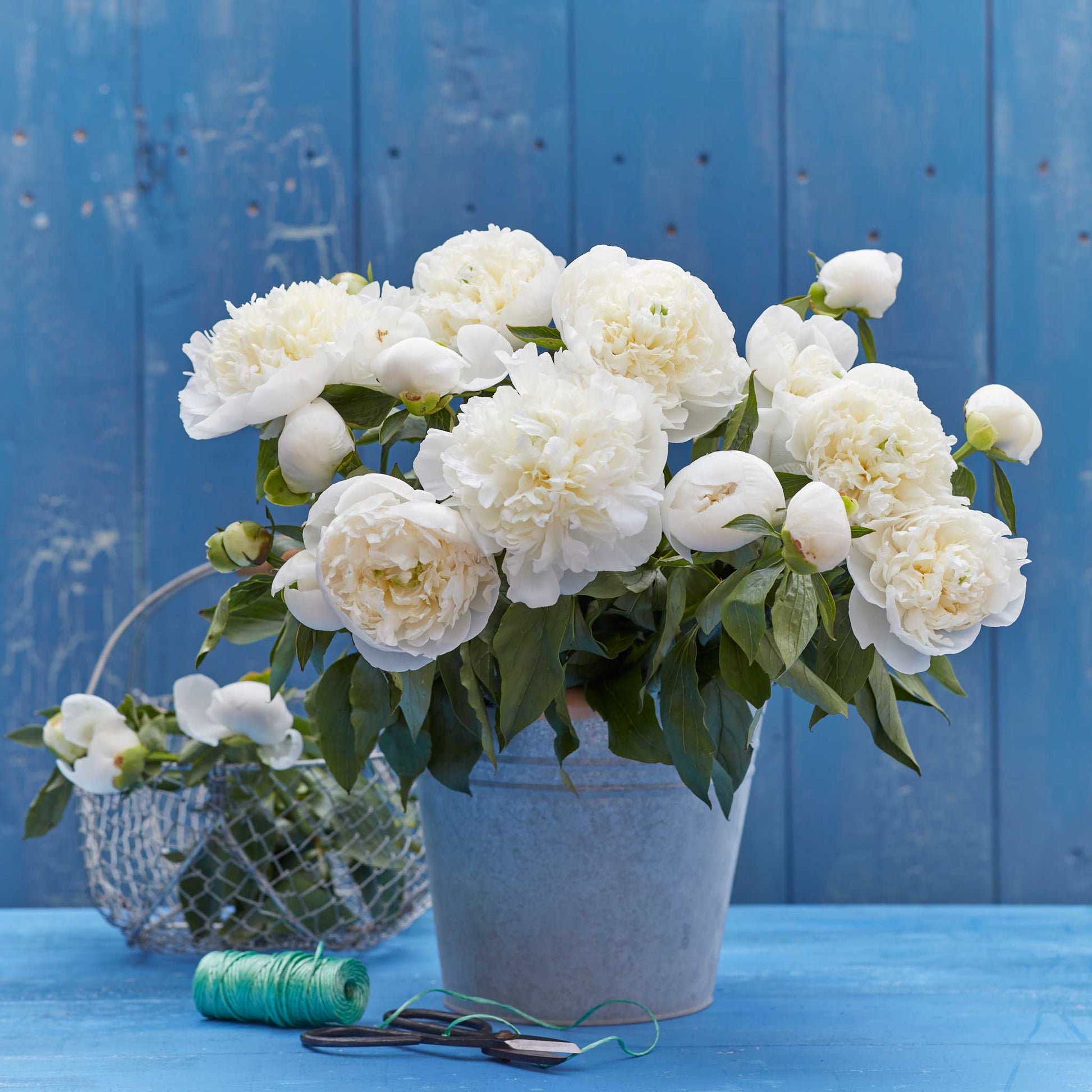 A bouquet of duchesse de nemours peony flowers with a blue background.