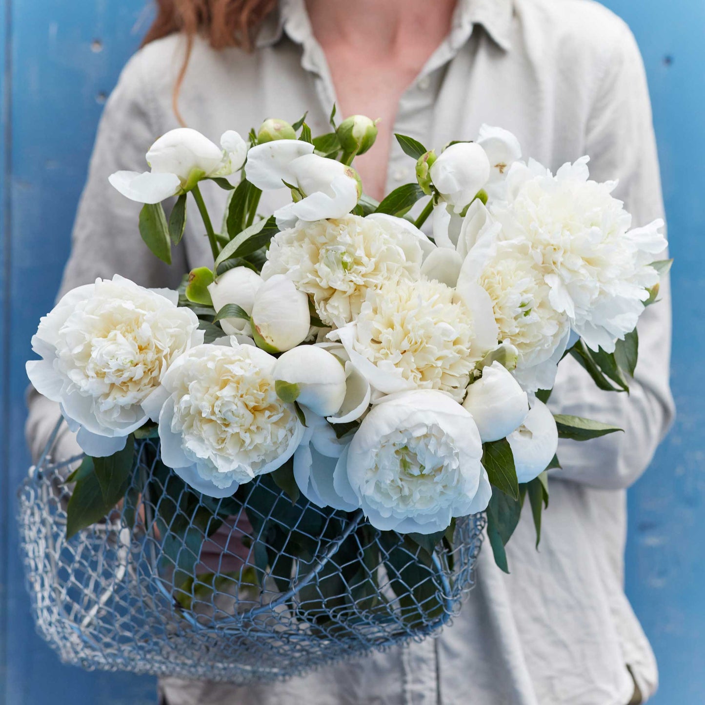 A person holding a bouquet of duchesse de nemours peony flowers with a blue background.