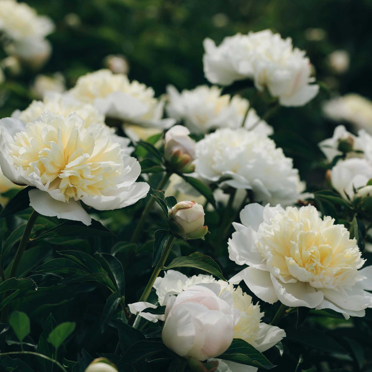 Creamy-white double duchesse de nemours peony with a yellow center and green foliage on a clear day.