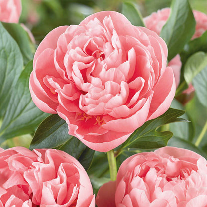 A fully double, etched salmon peony with symmetrical, rose-like petals and a warm salmon glow.