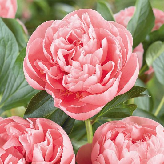 A fully double, etched salmon peony with symmetrical, rose-like petals and a warm salmon glow.