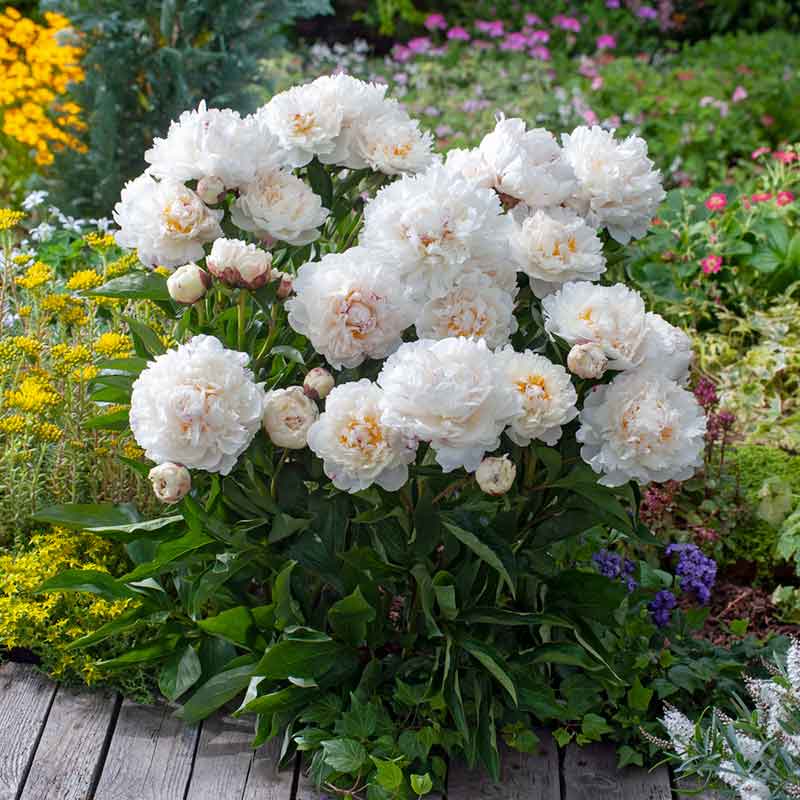 White double festiva maxima peony flower with pure white petals and small crimson flecks in the center.