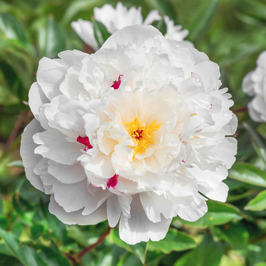 White double festiva maxima peony flower with pure white petals and small crimson flecks in the center.
