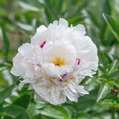 White double festiva maxima peony flower with pure white petals and small crimson flecks in the center.