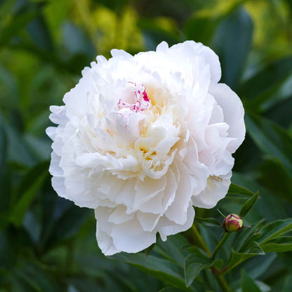 White double festiva maxima peony flower with pure white petals and small crimson flecks in the center.