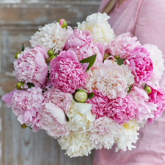 Hand-held Peony Fluffy Pink Mix bouquet showing pink coloring and flower form, clustered blooms, and cut stems outdoors.