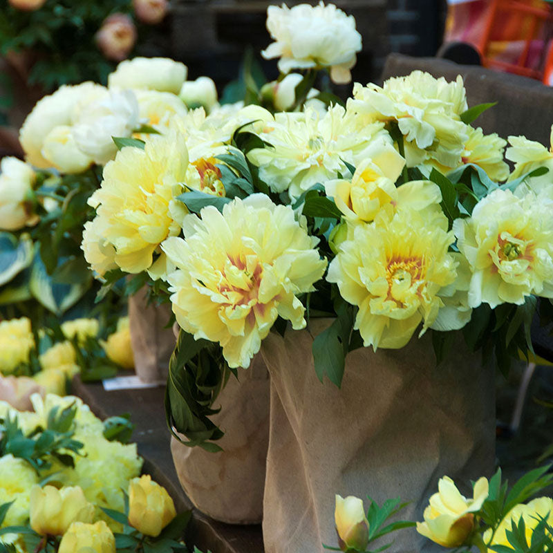 Large double yellow bartzella peony blossom with a deep red center and green foliage.