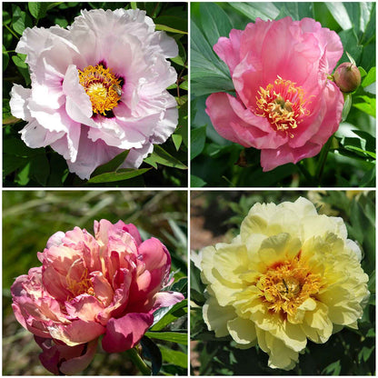 Grid of the different peony varieties in the Itoh Peony Collection.