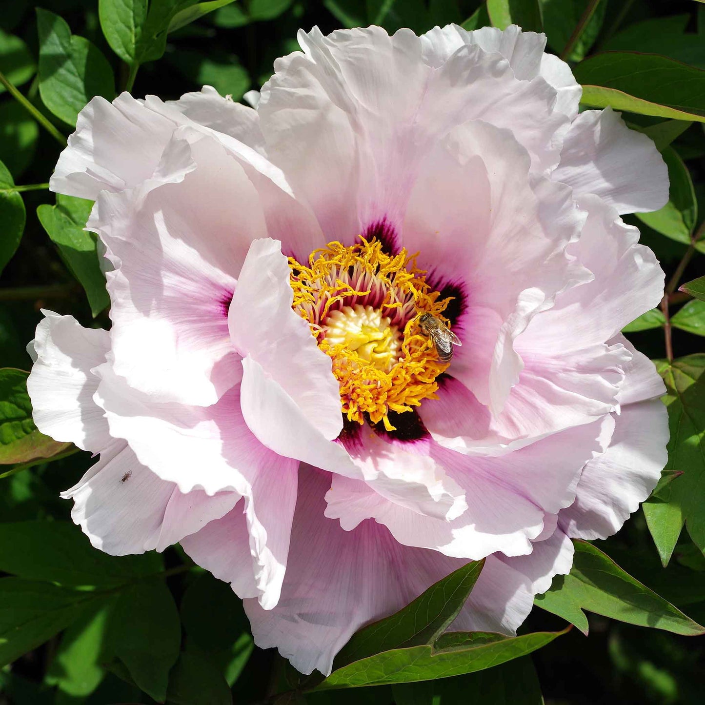 Close-up of a vibrant pink Itoh peony with a yellow center and lush green leaves from the itoh peony collection.