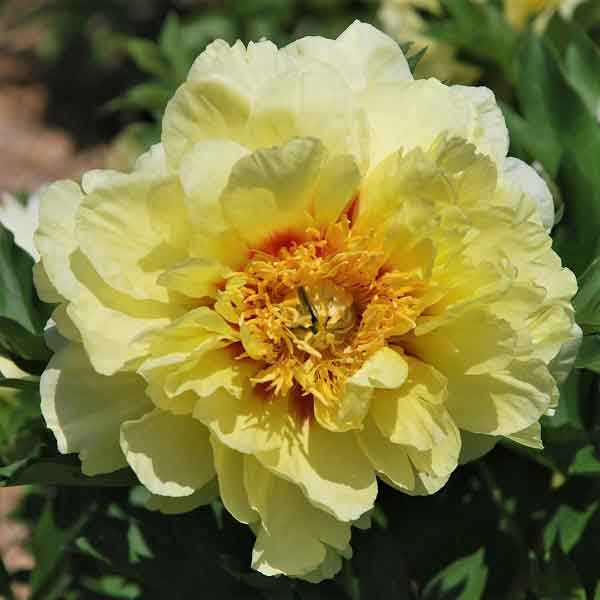 Close-up of a vibrant yellow Itoh peony with a yellow center and lush green leaves from the itoh peony collection.