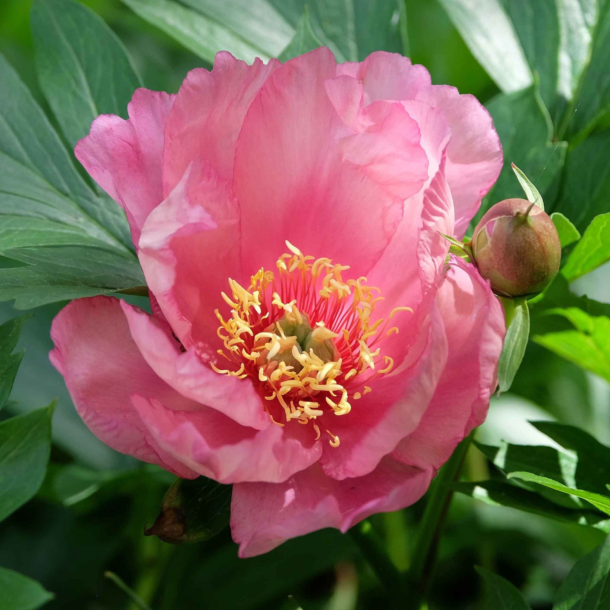 Close-up of a vibrant pink Itoh peony with a yellow center and lush green leaves from the itoh peony collection.