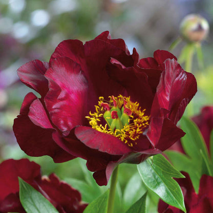 Deep red single scarlet heaven peony bloom with a prominent golden yellow center and lush green foliage.