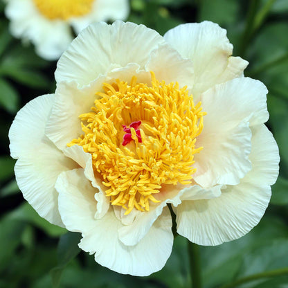 Single white jan van leeuwen peony flower with a large yellow center and dark green leaves.