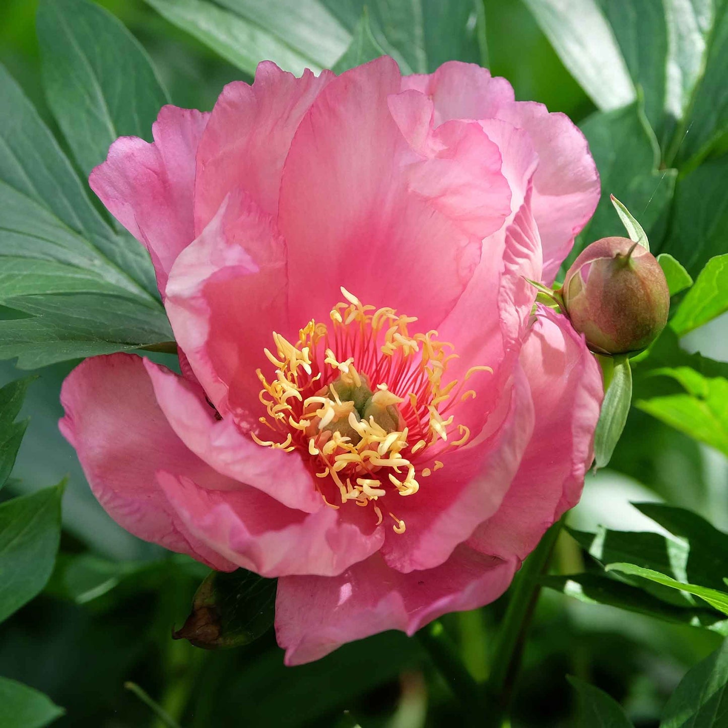 Close-up of a semi-double Julia Rose Itoh Peony with cherry-red petals fading to apricot and yellow.