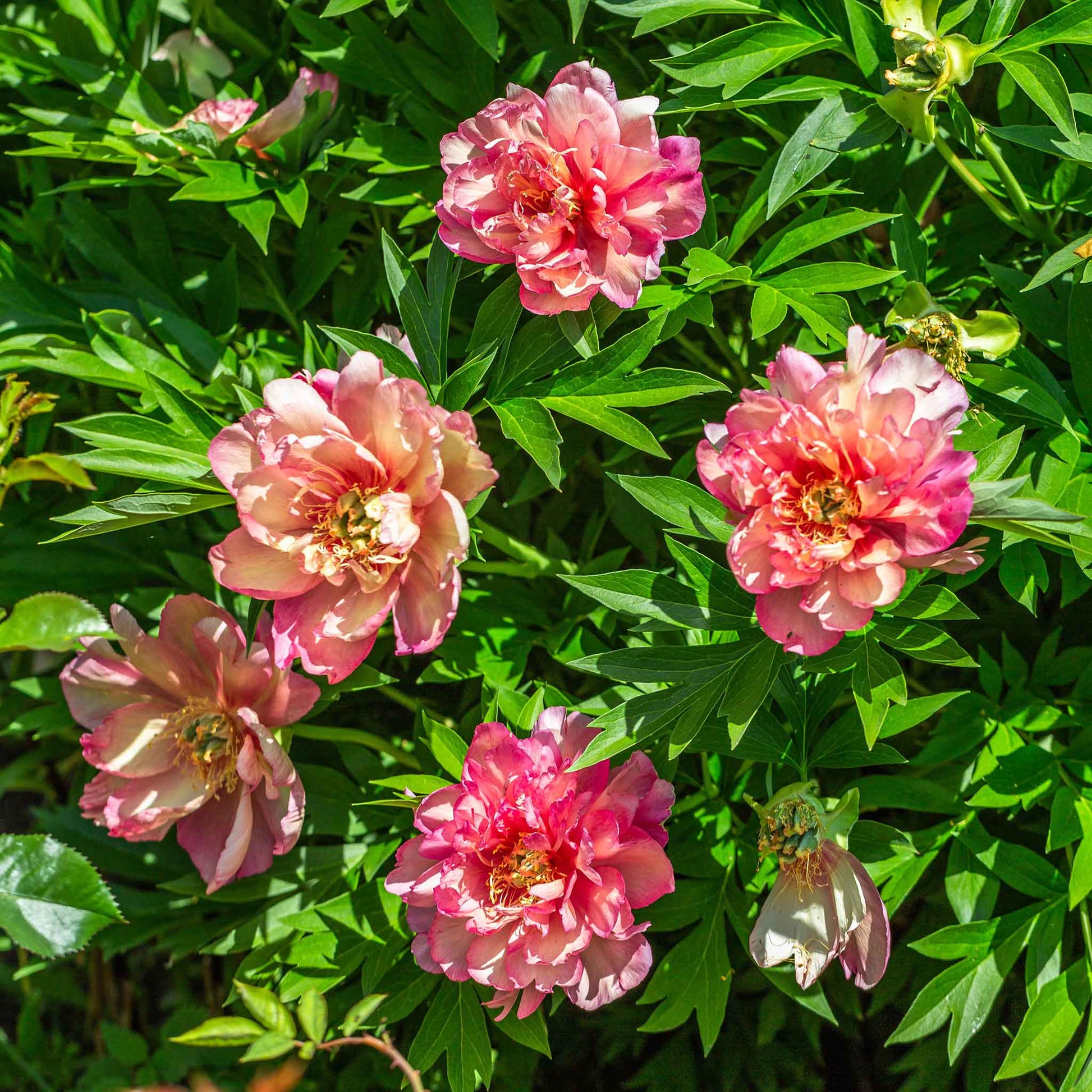 Cluster of a semi-double Julia Rose Itoh Peony with cherry-red petals fading to apricot and yellow.