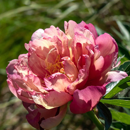 Close-up of a semi-double Julia Rose Itoh Peony with cherry-red petals fading to apricot and yellow.