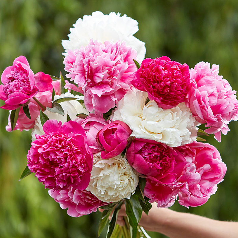 A person holding a bouquet of jumbo mix peony flowers with a garden background.