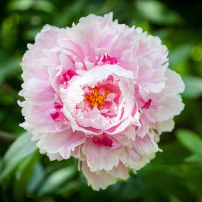A close-up of a large, soft pink 'Sarah Bernhardt' peony flower with lush, ruffled petals.