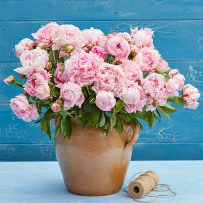 A bouquet of jumbo sarah bernhardt peony flowers with a blue background.
