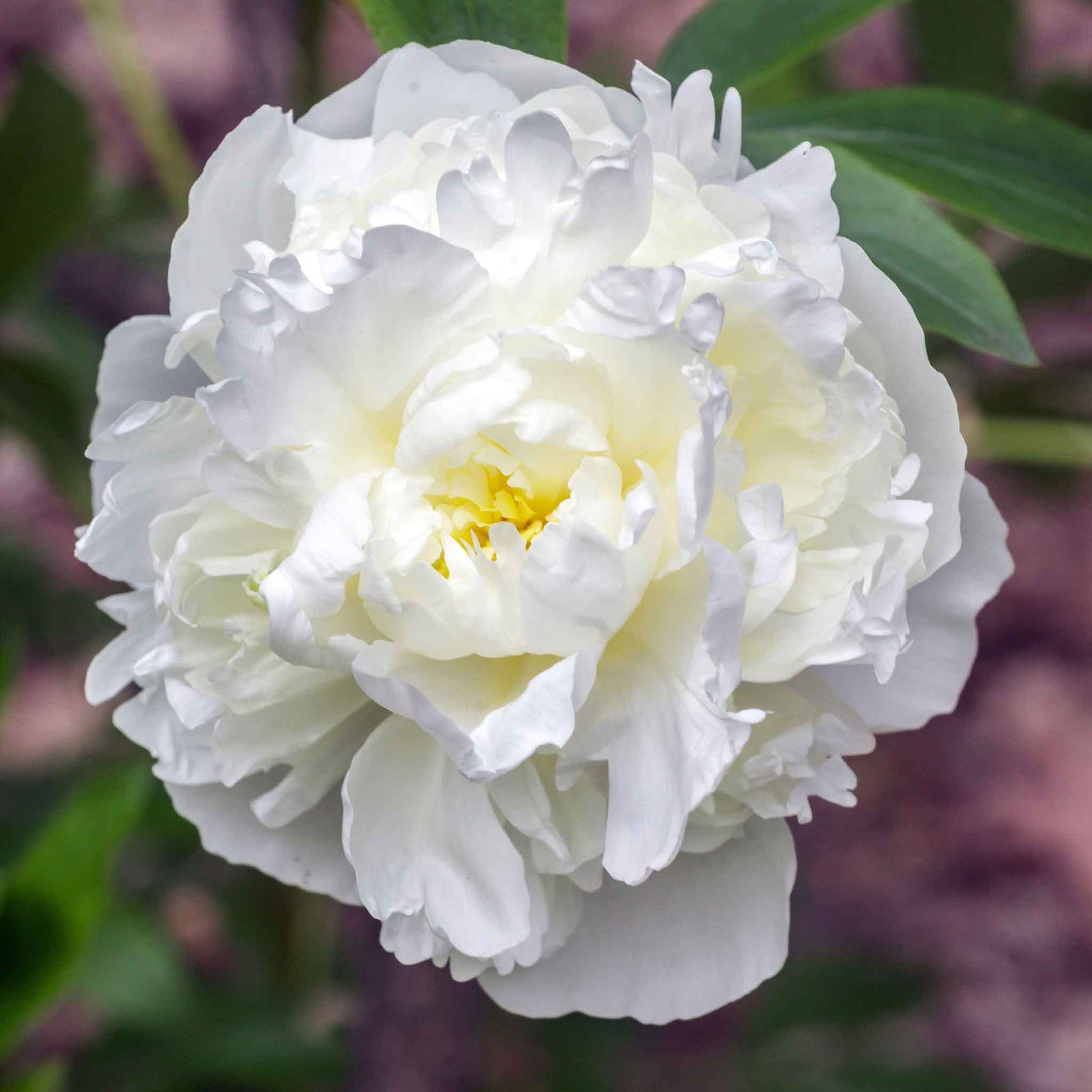 A close-up of a white peony with lush, ruffled petals and a golden center from the long lasting mix.