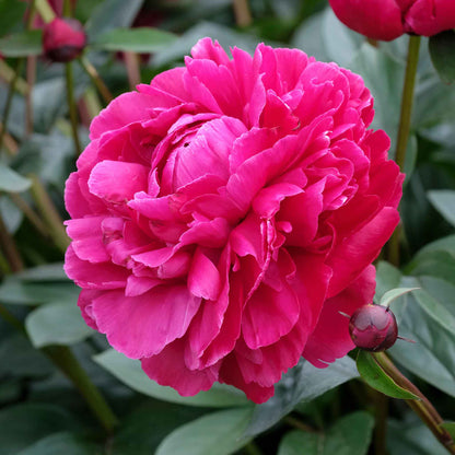 A close-up of a red peony with lush, ruffled petals from the long lasting mix.