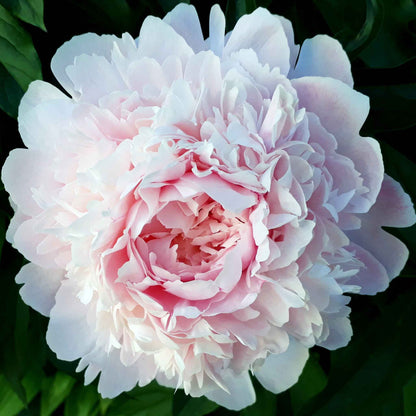 A close-up of a white peony with lush, ruffled petals and a golden center from the long lasting mix.