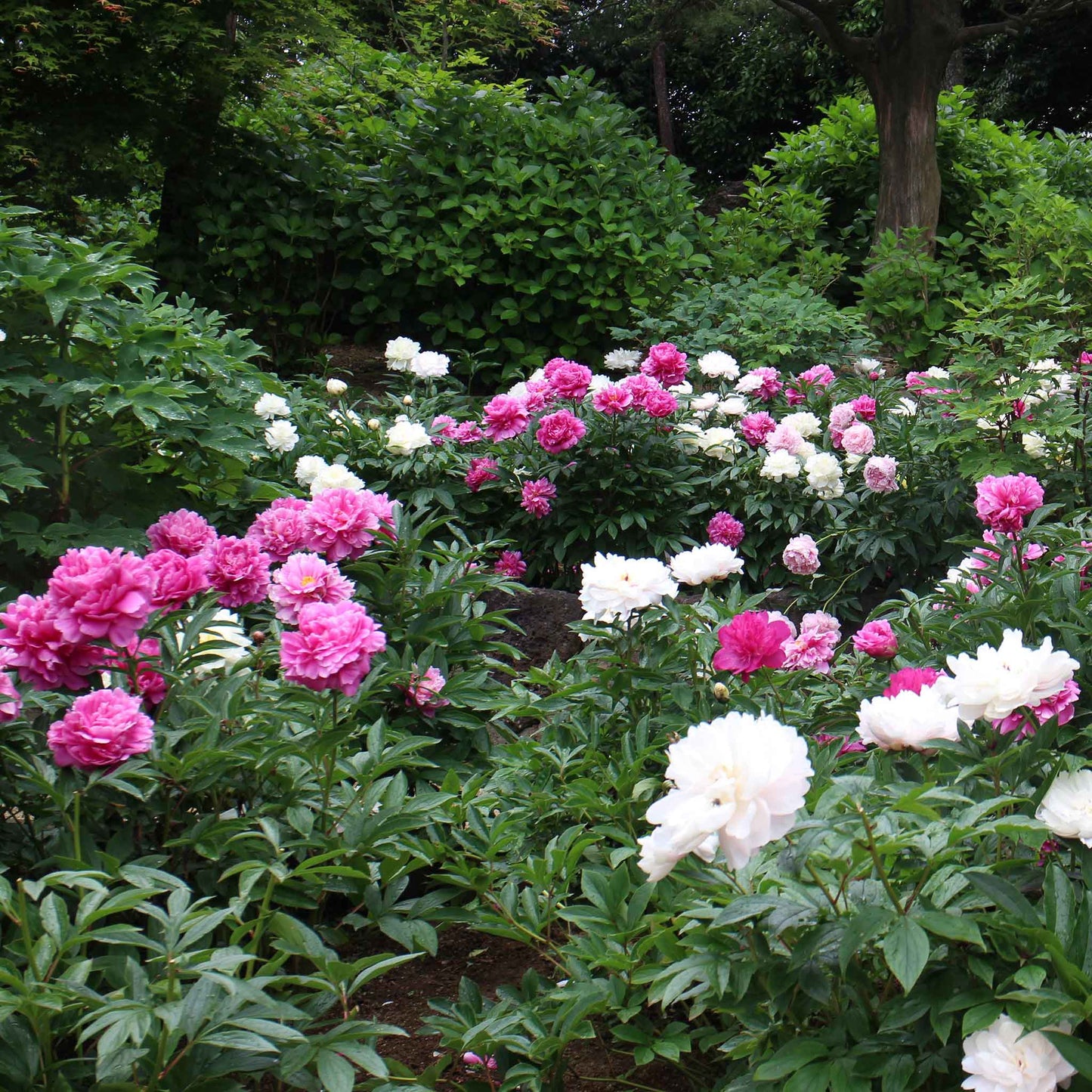A group of large, lush peony mix in shades of deep red, bright pink, and soft white with green leaves.