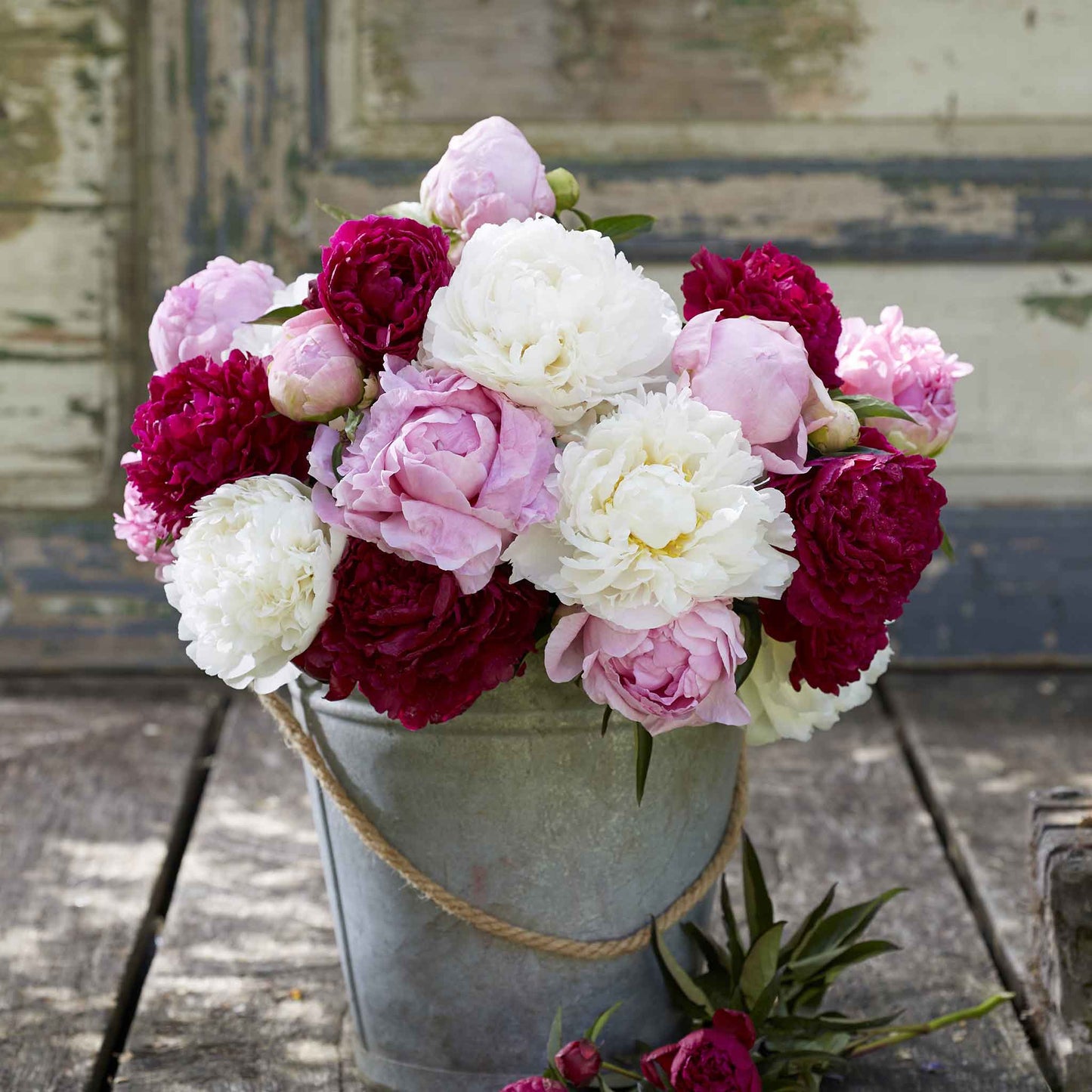 A bouquet of mixed peony flowers in a metal bucket with a neutral background.
