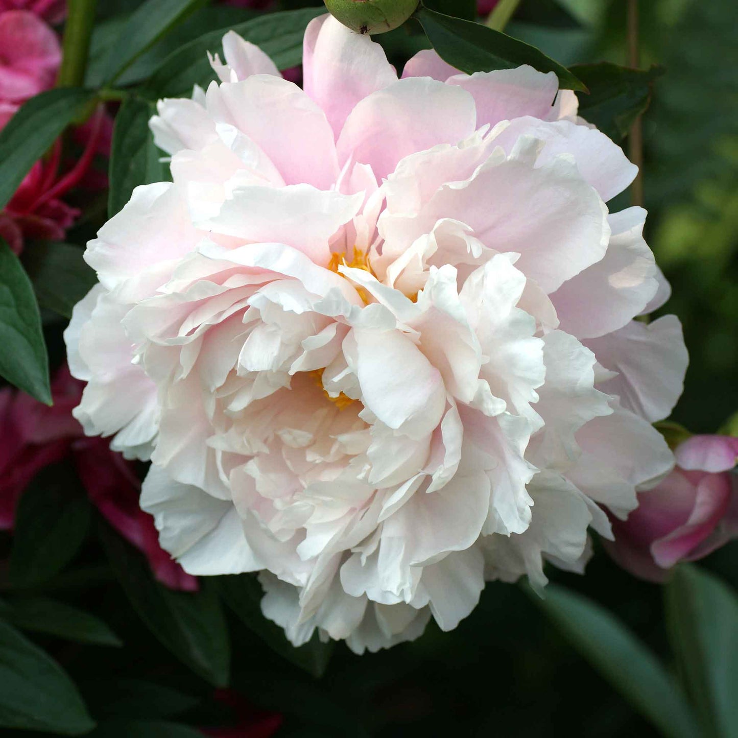 A close-up of a white peony morning kiss with lush, ruffled petals and a golden center.
