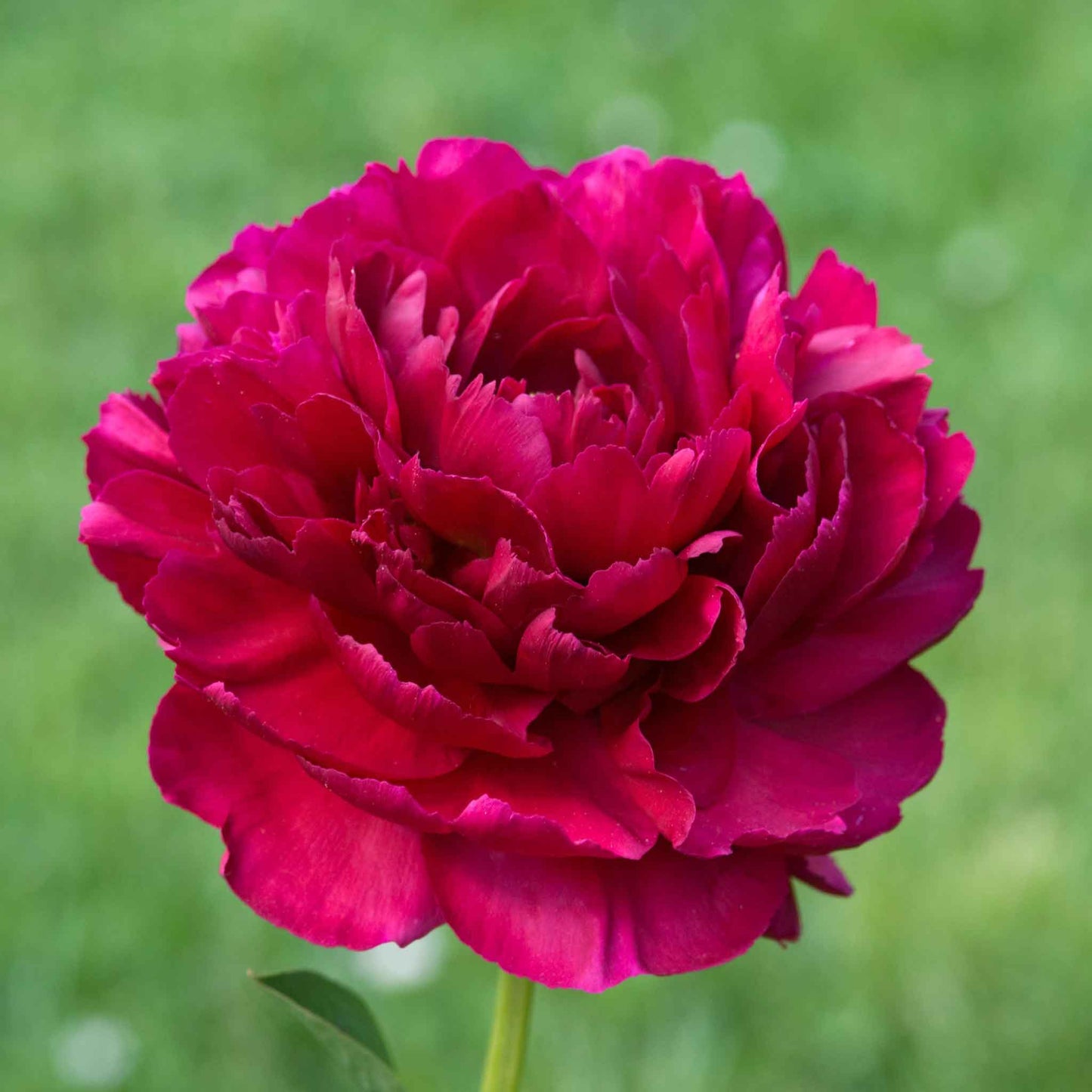 Large, velvety, double-petaled red old faithful peony flower on a thick green stem with dark green leaves.