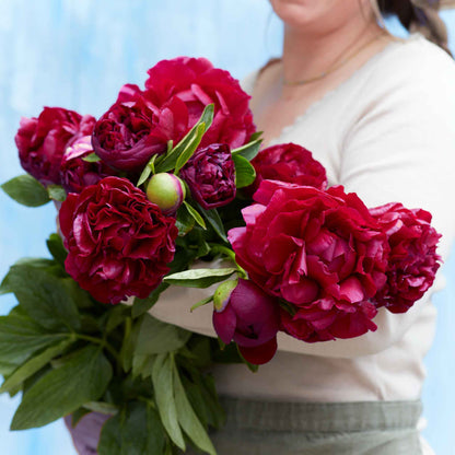 A person holding a bouquet of old faithful peony flowers with a blue background.