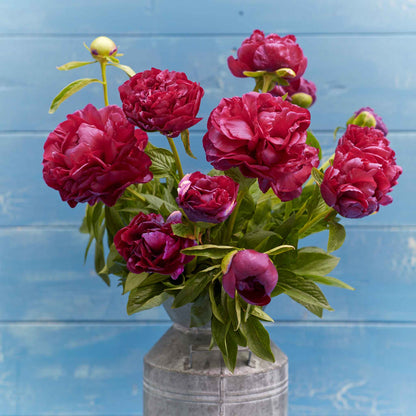 A bouquet of old faithful peony flowers in a metal bucket with a neutral background.