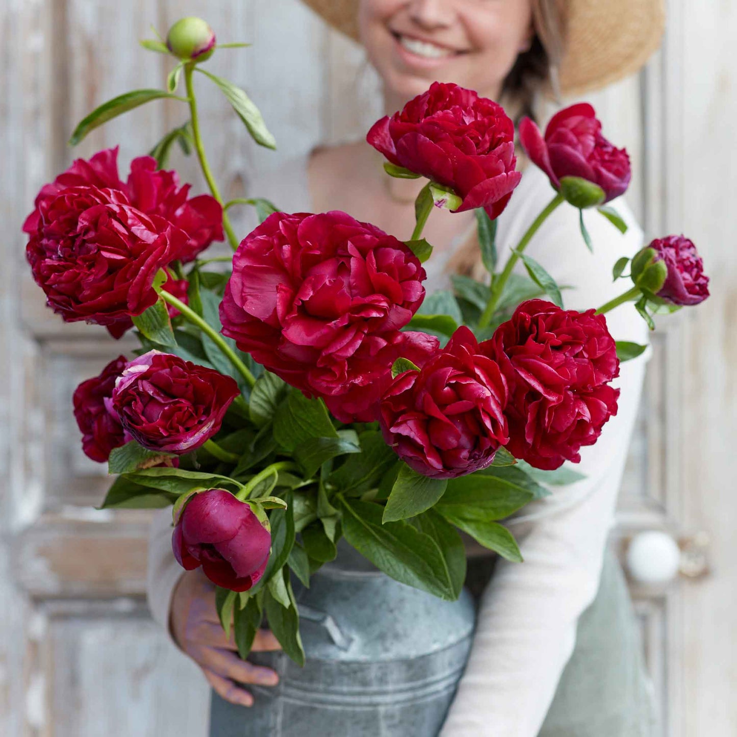 A bouquet of old faithful peony flowers in a metal bucket with a neutral background.