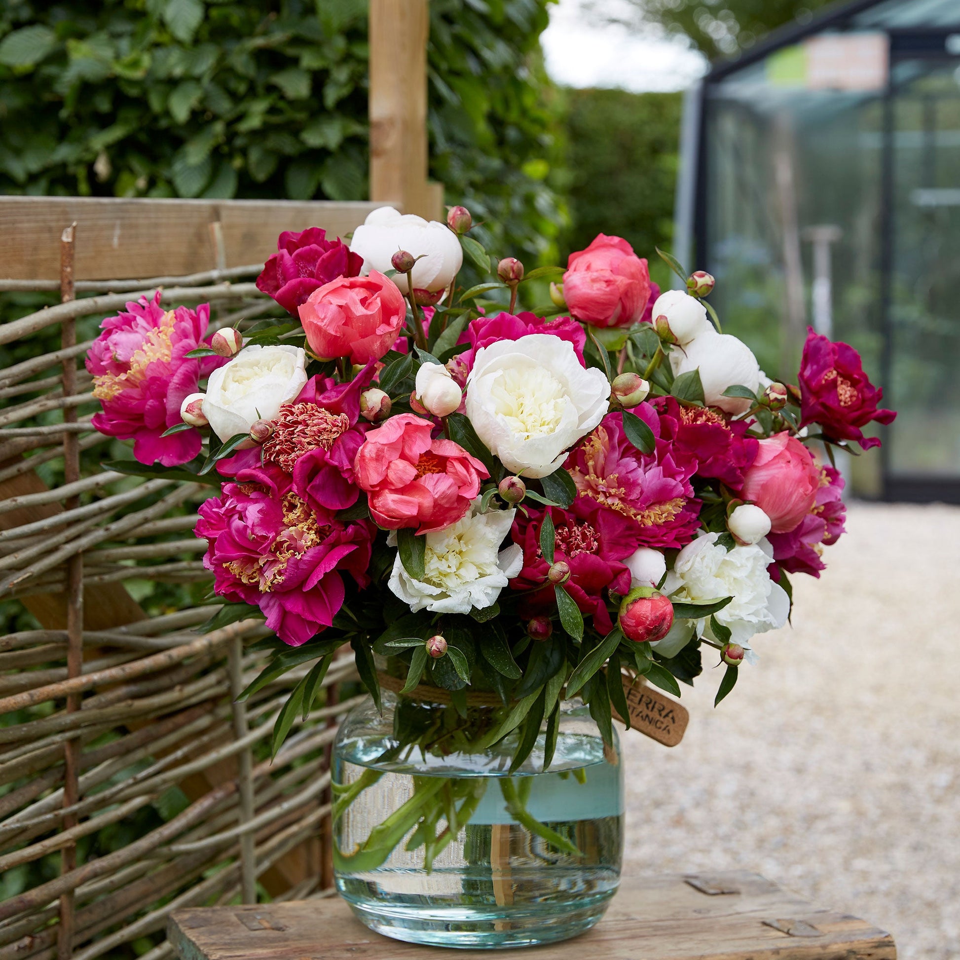 A bouquet of pink and white mix peony flowers in a glass vase with a neutral background.