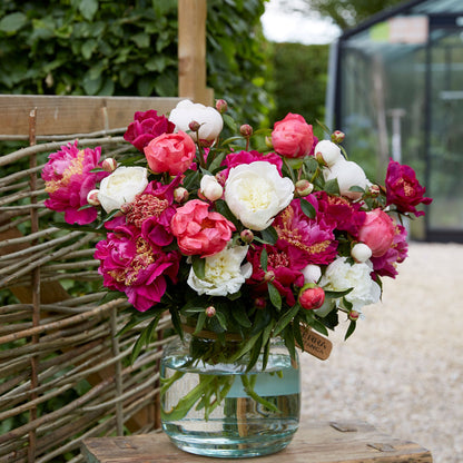 A bouquet of pink and white mix peony flowers in a glass vase with a neutral background.