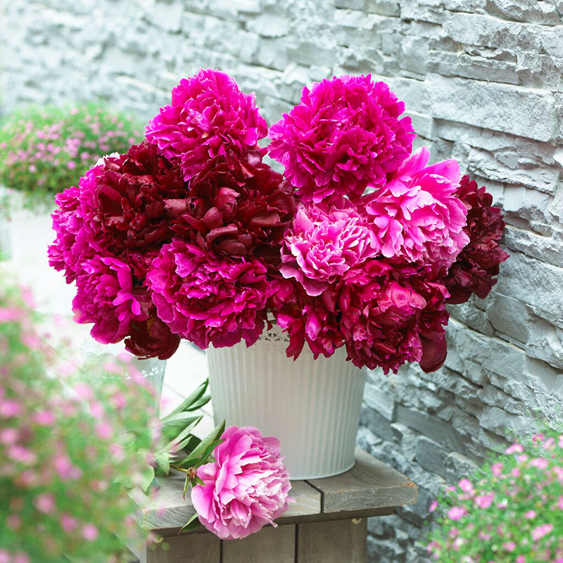 A bouquet of pink mix peony flowers in a white vase with a neutral background.