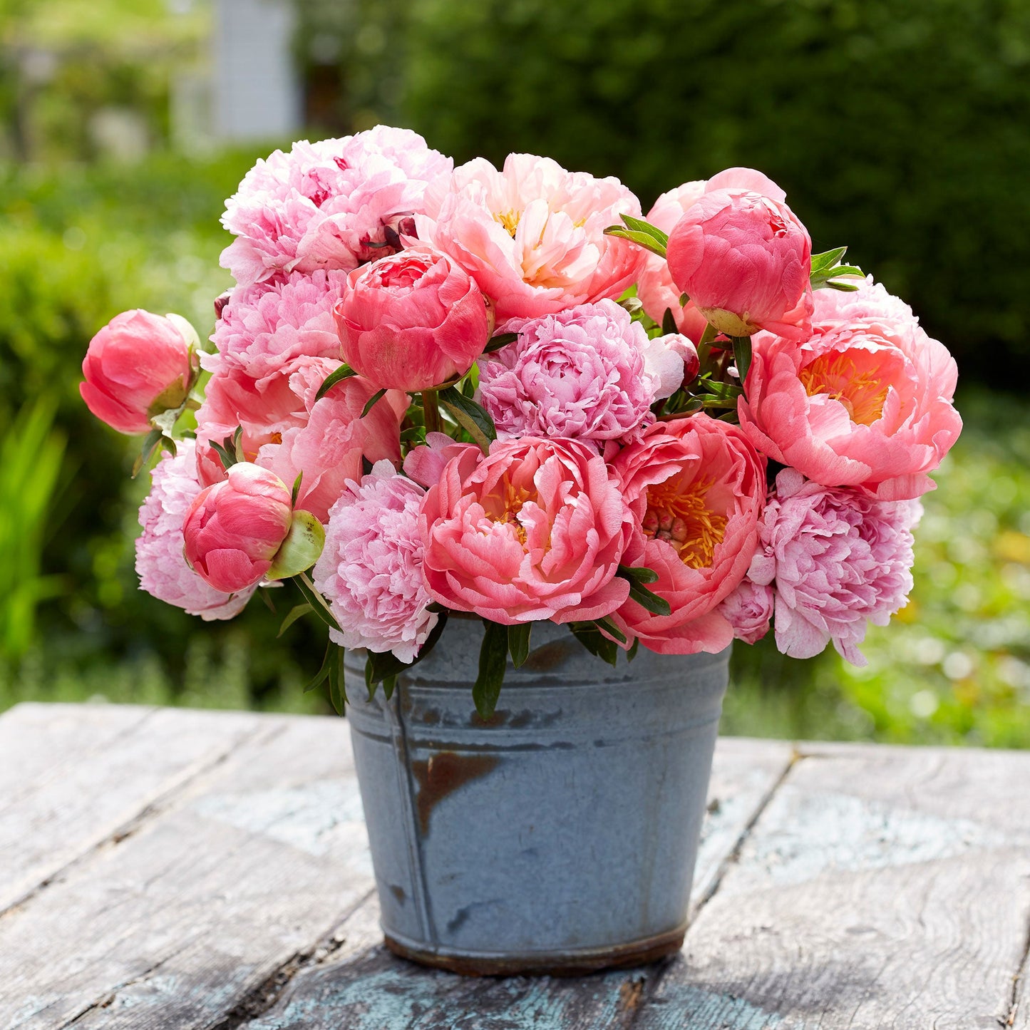 A bouquet of pink sunrise mix peony flowers in a metal vase with a natural background.
