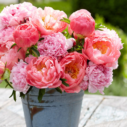 A bouquet of pink sunrise mix peony flowers in a metal vase with a natural background.