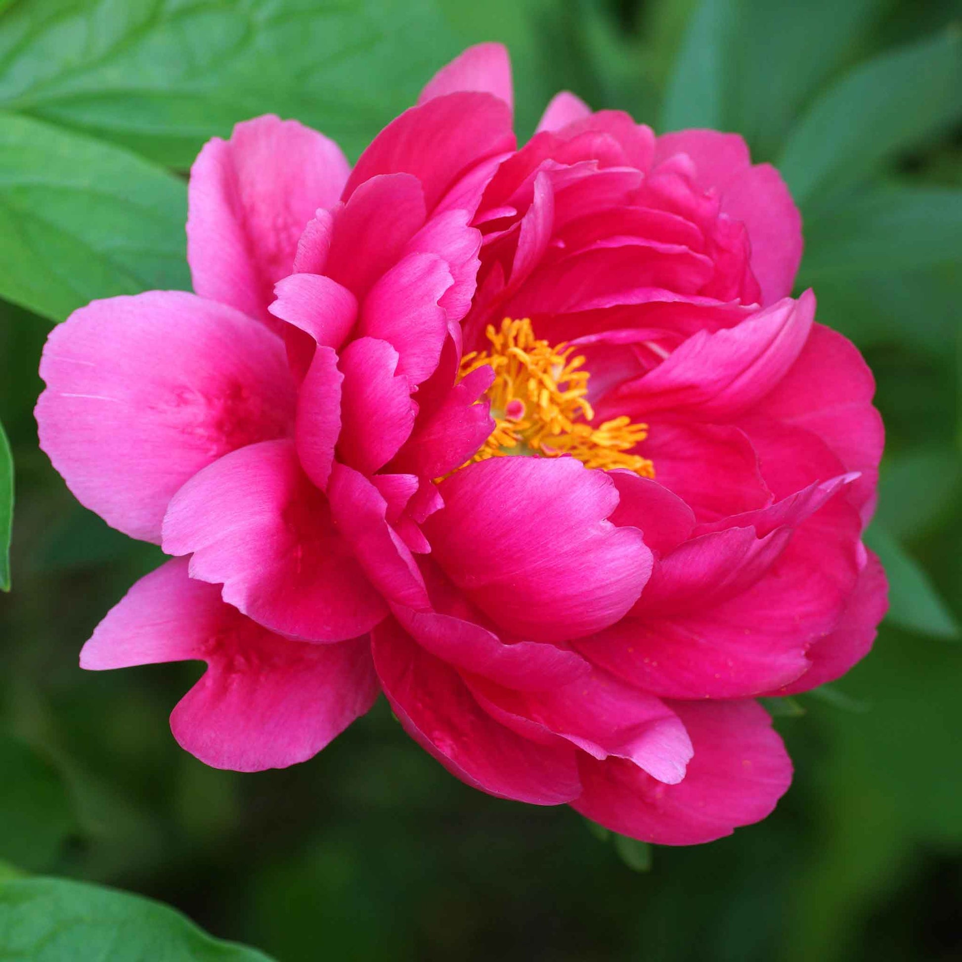 A close-up of a red peony raspberry charm with lush, ruffled petals and a golden center.