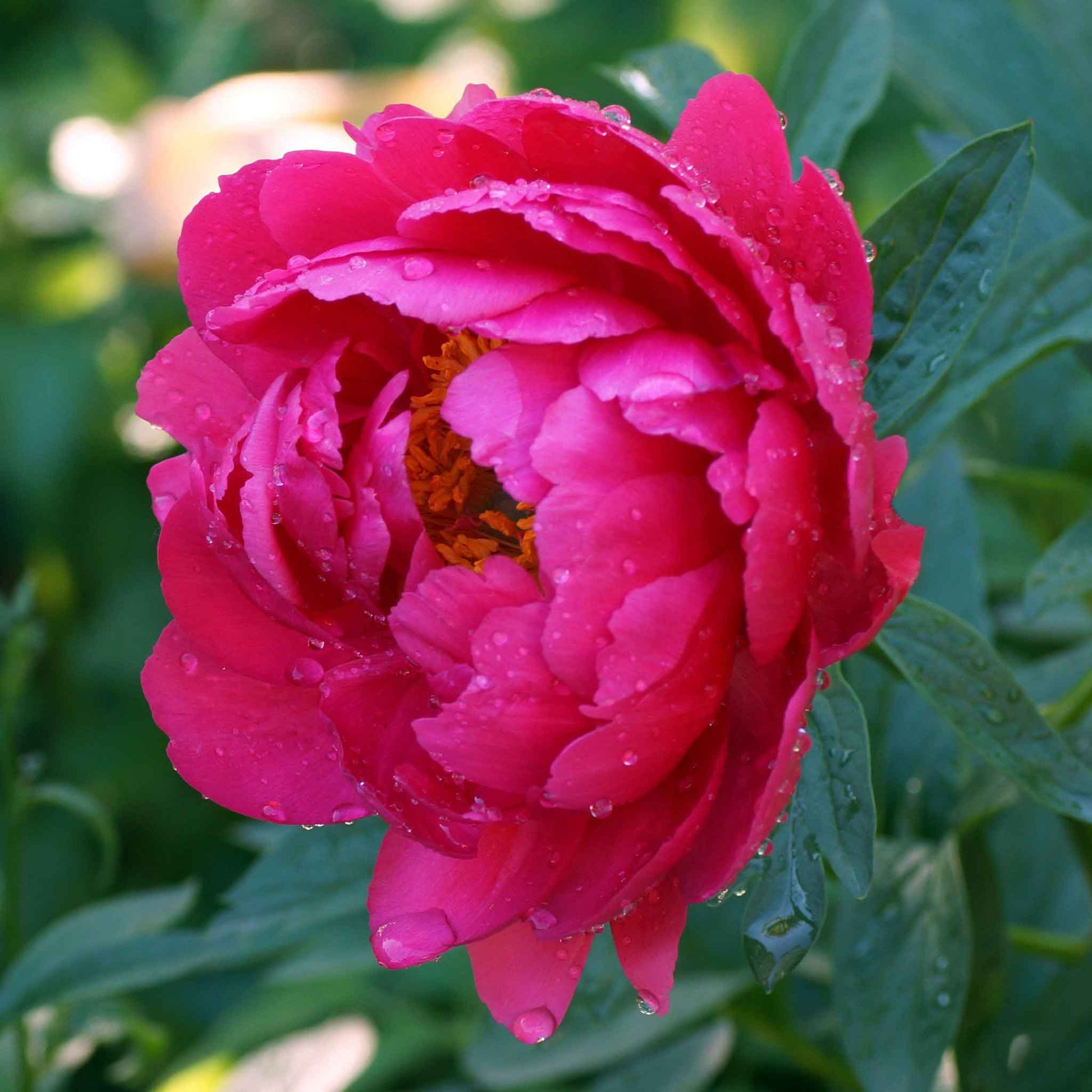 A close-up of a red peony raspberry charm with lush, ruffled petals and a golden center.