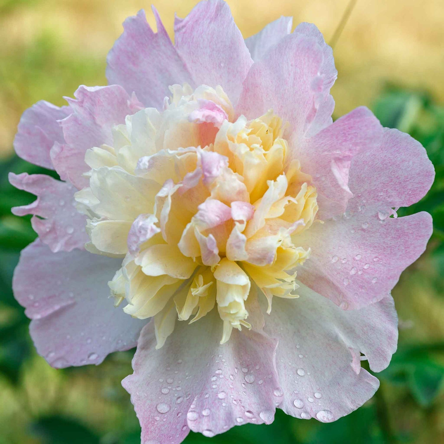 A close-up of a whitish pink peony raspberry sundae with lush, ruffled petals and a golden center.