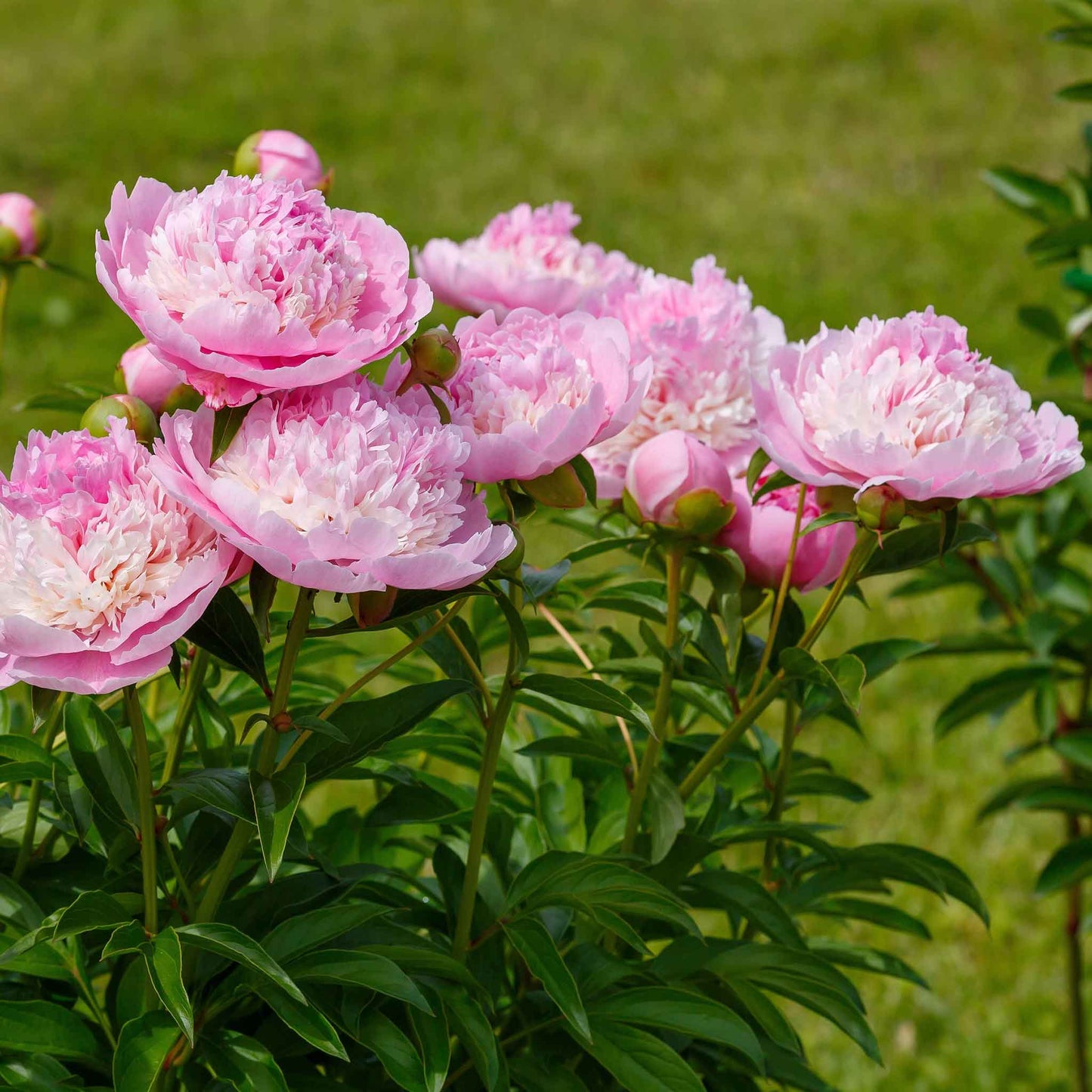 Close-up of a ruffled Raspberry Sundae peony with soft pink, cream, and raspberry-toned petals.
