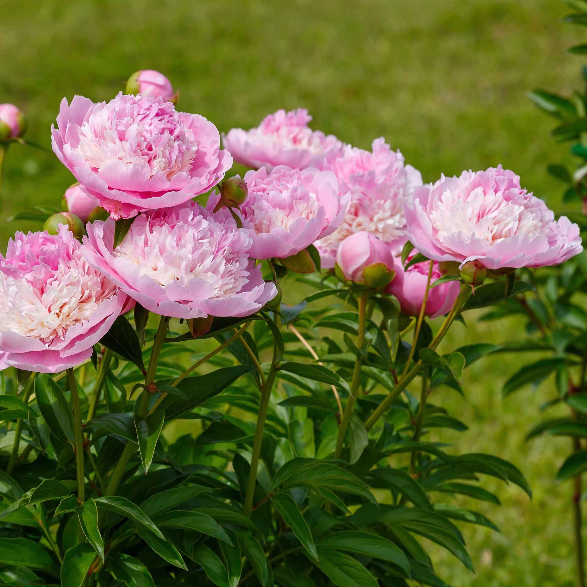 Close-up of a ruffled Raspberry Sundae peony with soft pink, cream, and raspberry-toned petals.
