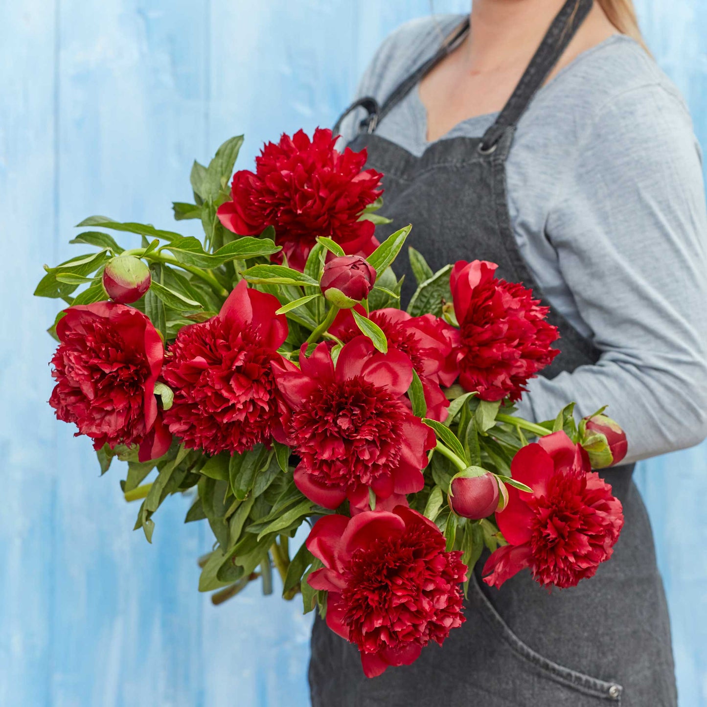 A person holding a bouquet of red charm peony flowers with a blue background.