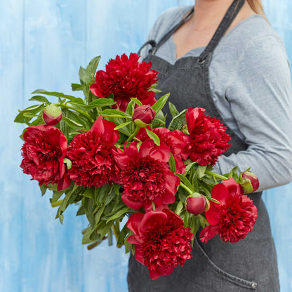 A person holding a bouquet of red charm peony flowers with a blue background.