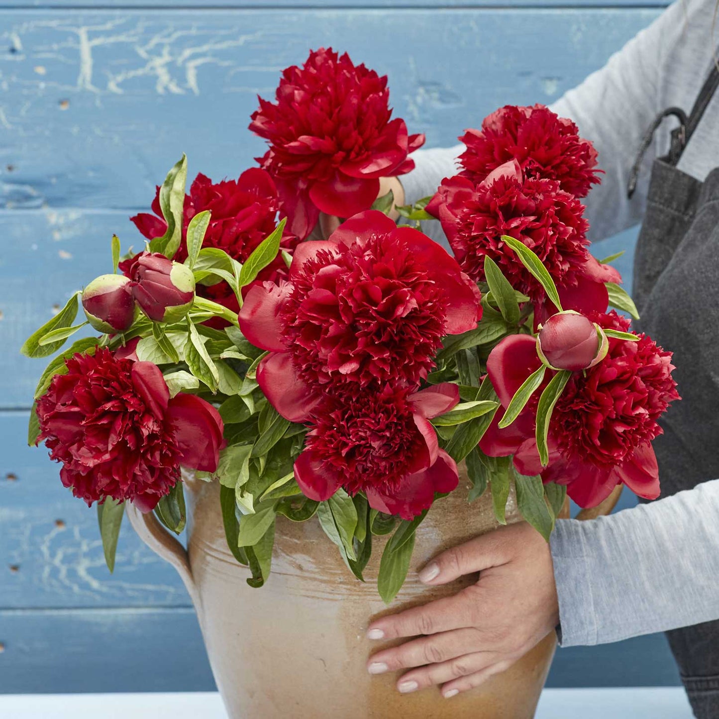 A bouquet of red charm peony flowers with a blue background.