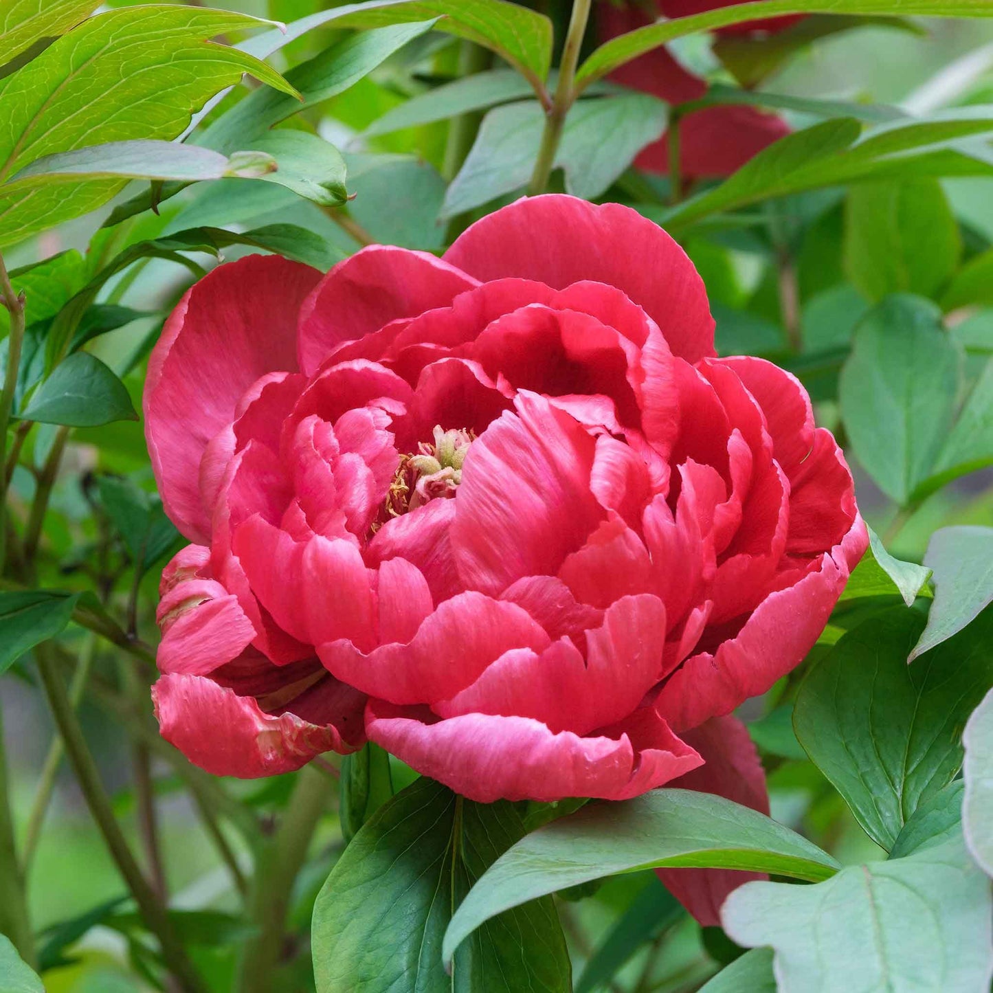 A close-up of a red peony red sarah bernhardt with lush, ruffled petals and a golden center.