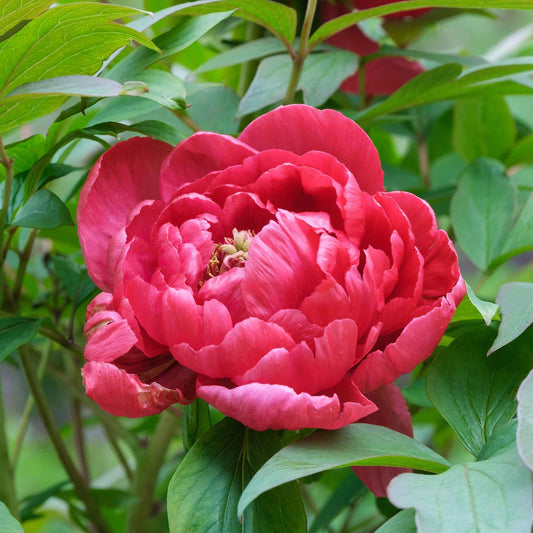 A close-up of a red peony red sarah bernhardt with lush, ruffled petals and a golden center.