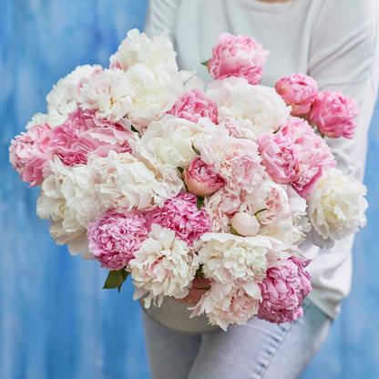 A person holding a bouquet of white and pink romantic mix peony flowers with a blue background.